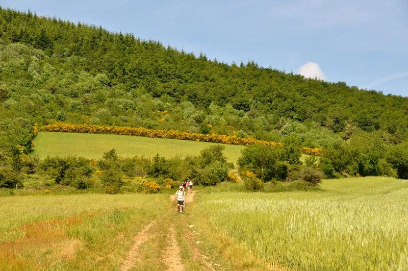 Randonnée Sentier des Batraciens - Farnay n° 1 · Farnay