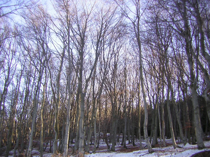 Randonnée Le Chemin de Grange-Rouet - Pavezin n° 1 · Pavezin