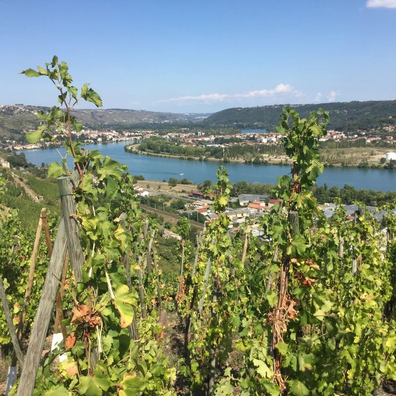 Randonnée Les Côteaux - Grande boucle - Saint-Michel n°1 · Saint-Michel-sur-Rhône