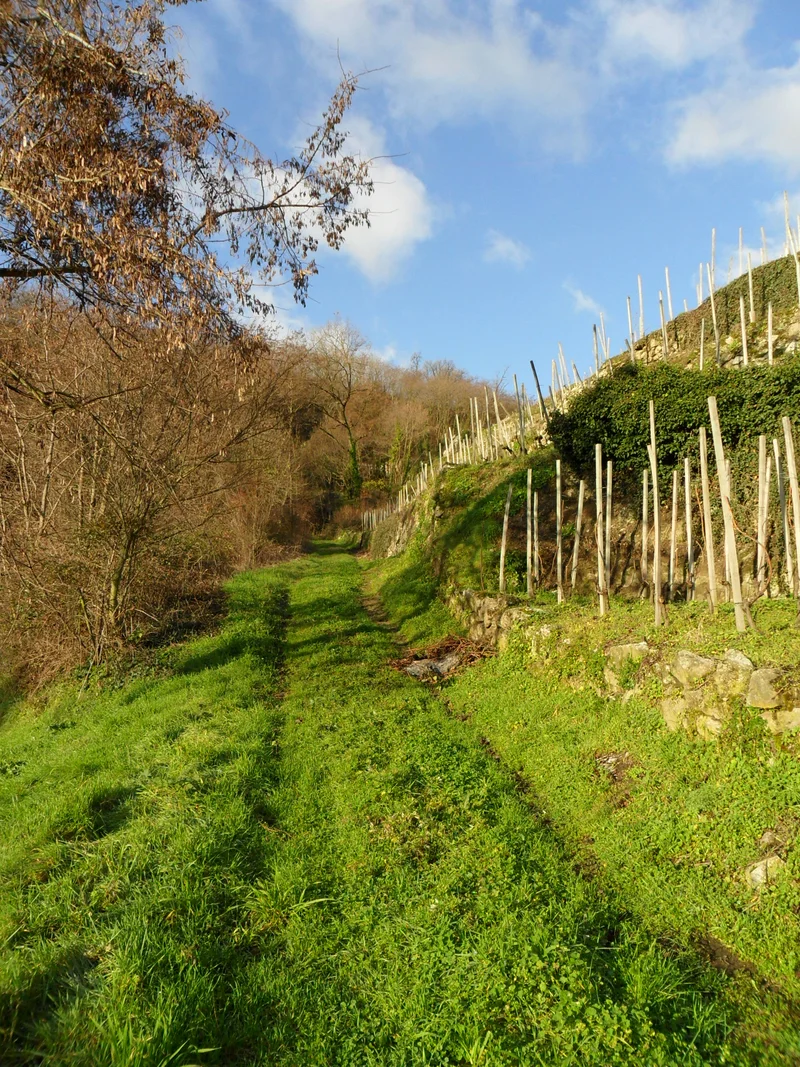 Randonnée Le Plateau - Petite boucle - Saint-Michel n°2 · Saint-Michel-sur-Rhône