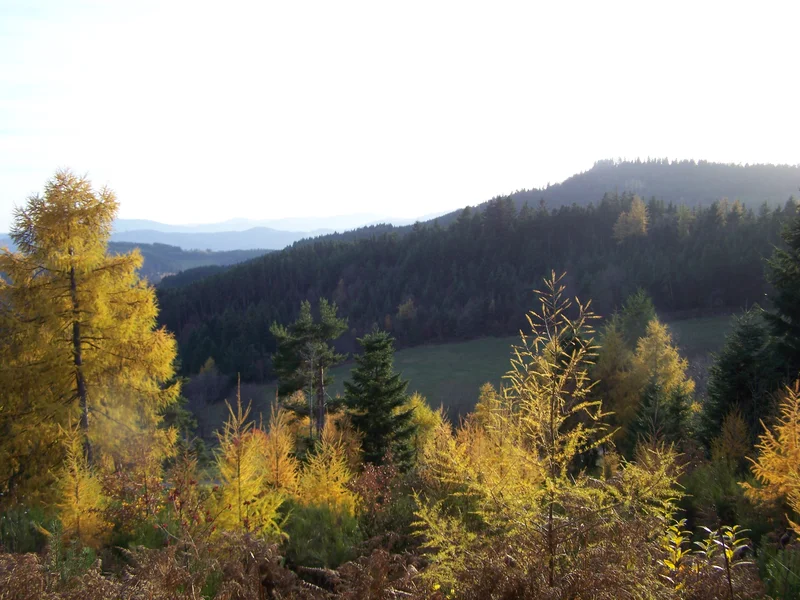 Randonnée Le Petit Chemin des Bois - Colombier n° 1 · Colombier