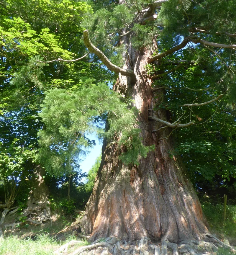 Randonnée Le sentier forestier - Jonzieux n°2 · Jonzieux