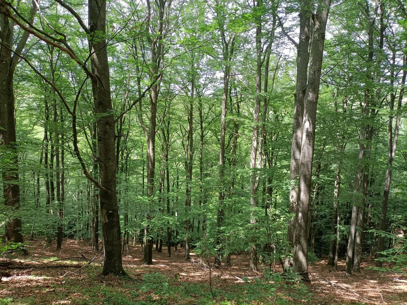 Randonnée Sur les hauteurs du Pays bourguisan - sentier n° 2 · Bourg-Argental