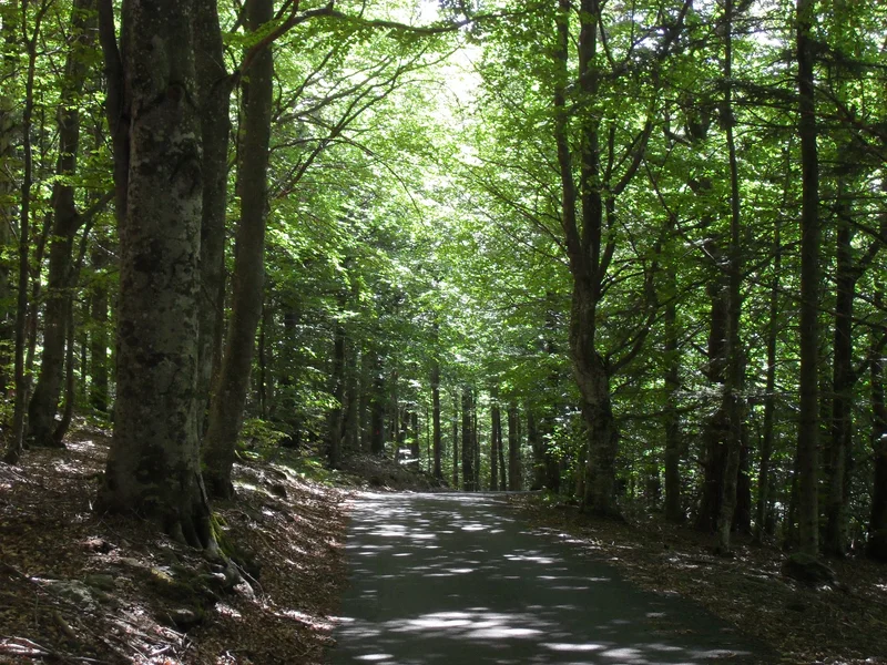 Randonnée Bois de Couroules - Véranne n° 2 · Véranne