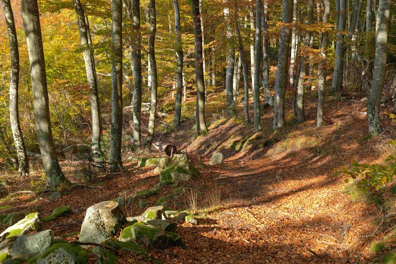 VTT VTT n°13 - Tour du Mont Ministre - Difficulté vert (VTTAE vert) · Pavezin