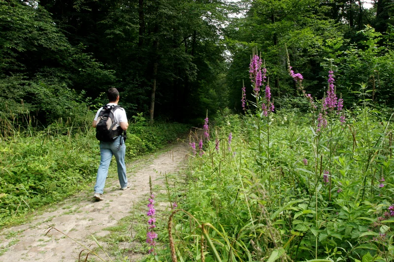 Randonnée Dans la forêt des moines · Montgrésin