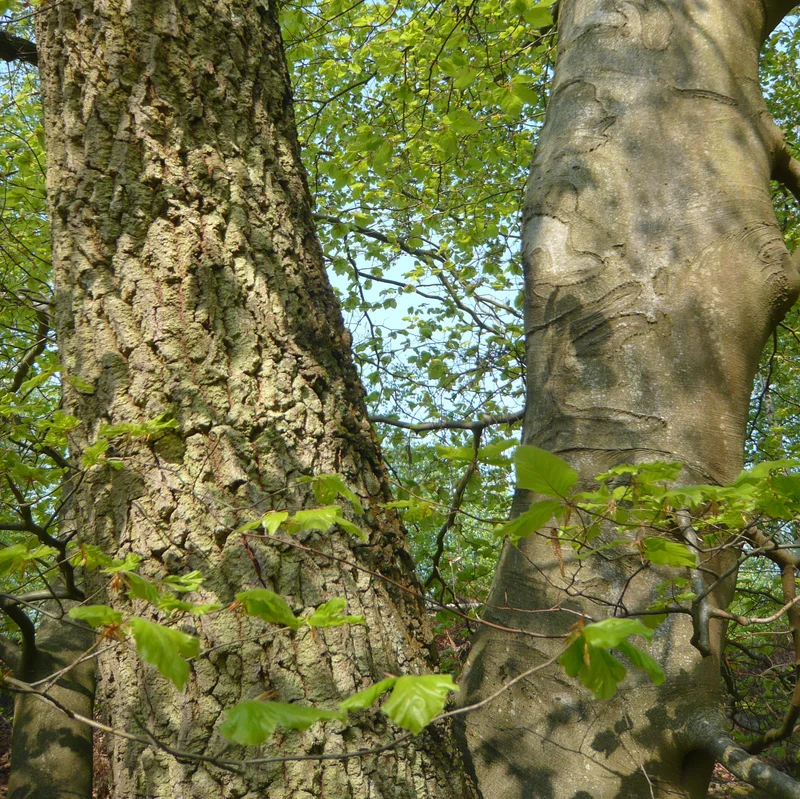 Randonnée En forêt de Pontarmé · Thiers-sur-Thève