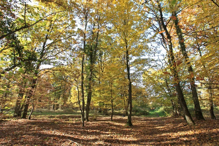 Randonnée La petite balade en forêt · Clairefontaine-en-Yvelines
