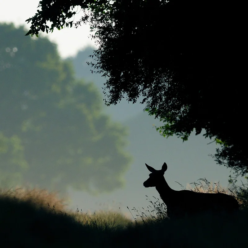 Randonnée Sur les traces de la faune sauvage · La Celle-les-Bordes