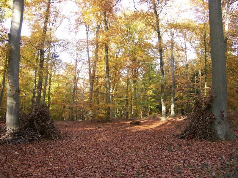 Randonnée Poteau du Grand Maître, à l’assaut du Mont Pagnotte (0) · Fleurines