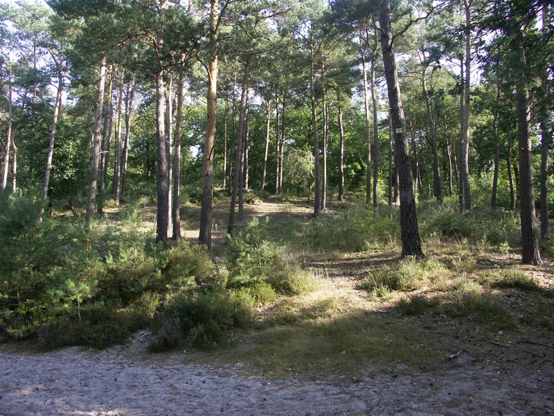 Randonnée Forêt d’Ermenonville, en forêt des abbayes · Fontaine-Chaalis