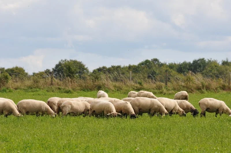 Randonnée B5 - La Bergerie · Chaussy