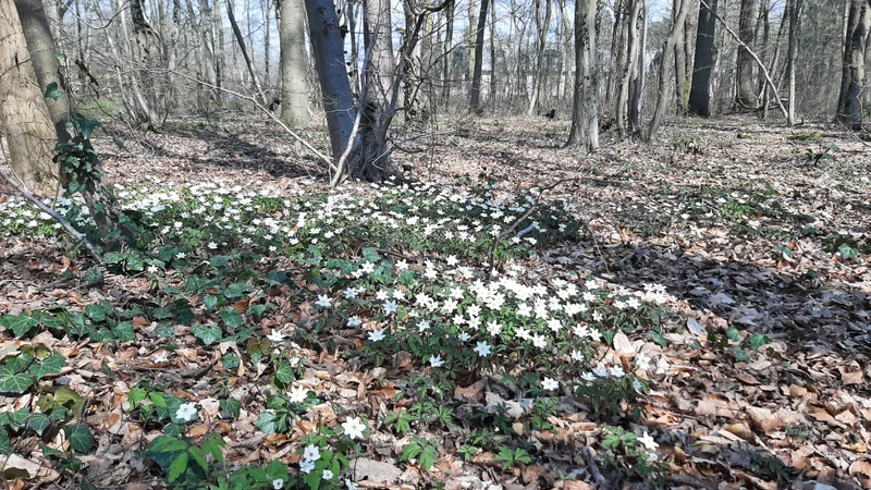 Randonnée Petite boucle en forêt de Chantilly · Chantilly