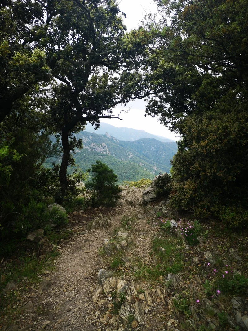 Randonnée Lavail -Tour de la Massane · Sorède