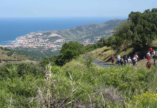 Randonnée Du Château de Valmy à Banyuls par le Col des Gascons · Argelès-sur-Mer