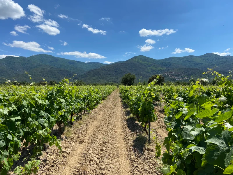 Vélo de route A deux roues dans les vignes · Elne