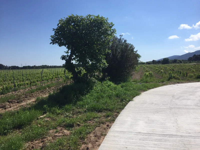 Vélo de route Mairie de Saint-André-EV8 Sorède · Saint-André