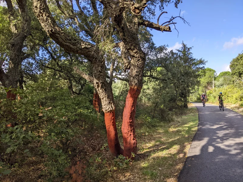 Vélo de route EUROVELO 8 (en direction des Albères -> Le Boulou) · Argelès-sur-Mer
