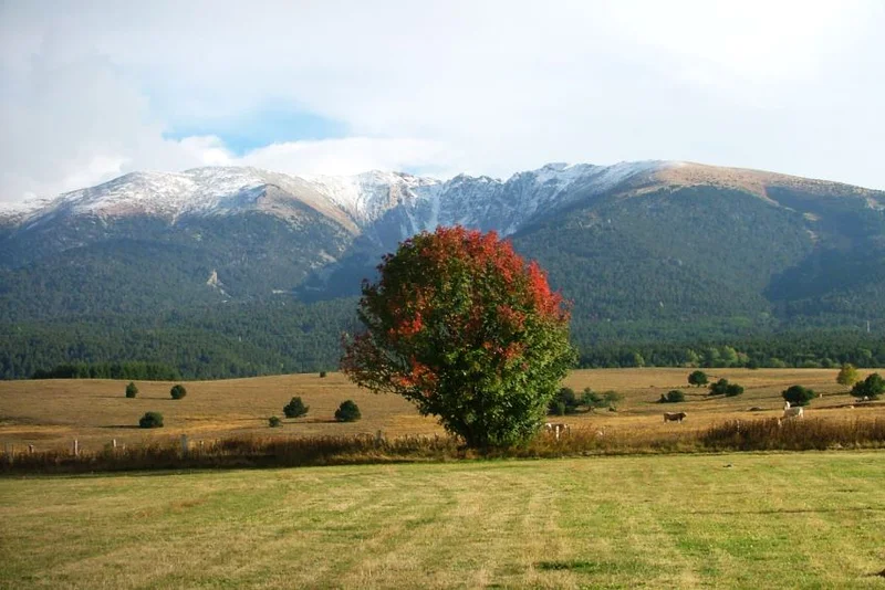 Randonnée Les Arbres du Haut-Conflent (PR5) · Planès