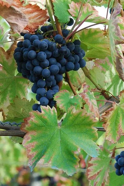 Randonnée Les Coteaux de Terrats · Terrats