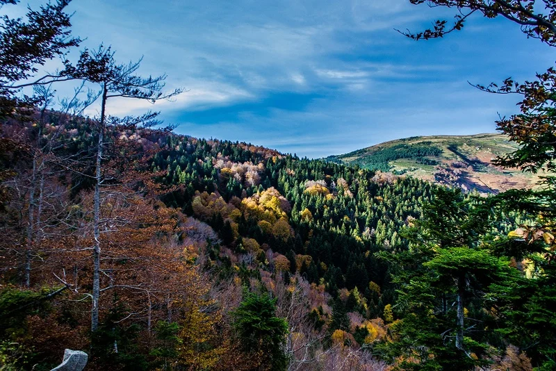 Randonnée Sentier découverte des 5 sens · Mosset