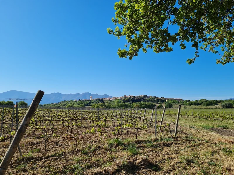 Randonnée El Cami de Banyuls dels Aspres · Banyuls-dels-Aspres