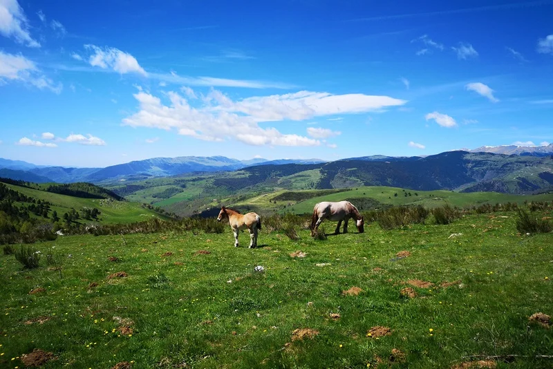 VTT Version free-ride du n°17 · Prats-de-Mollo-la-Preste
