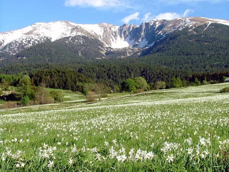 VTT Pla du Cambre D'Ase (VTT 21) · Saint-Pierre-dels-Forcats
