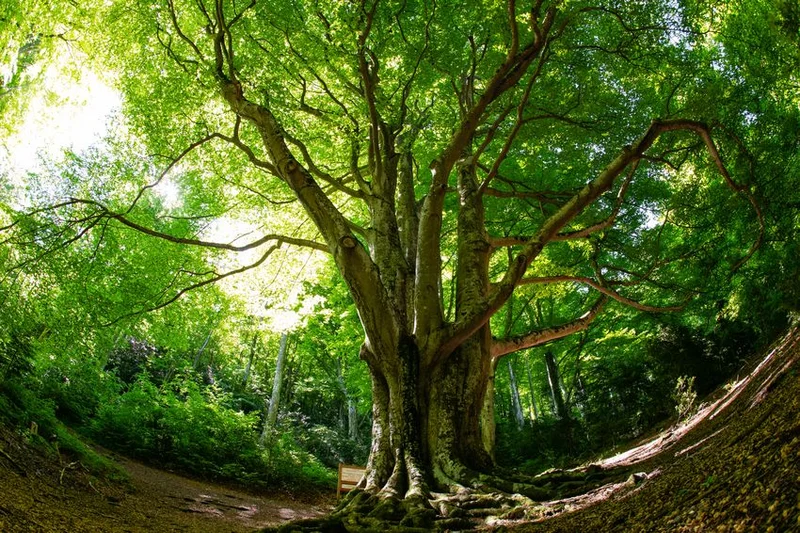VTT L'Arbre Remarquable · Le Vivier