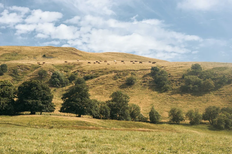 Randonnée De Marcenat à Montgreleix (étape 7 du Tour des Vaches Rouges) · Marcenat