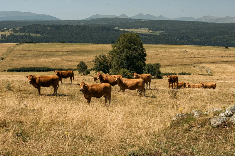 Randonnée De Peyrusse à Allanche (étape 5 du Tour des Vaches Rouges) · Peyrusse