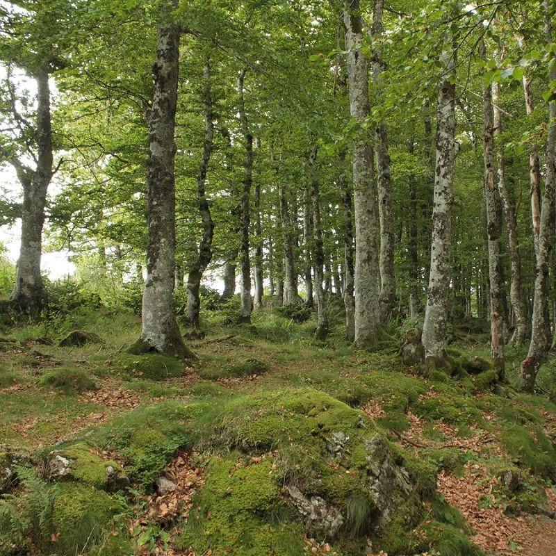 Randonnée Du bourg de Chastreix à la vallée glaciaire · Chastreix