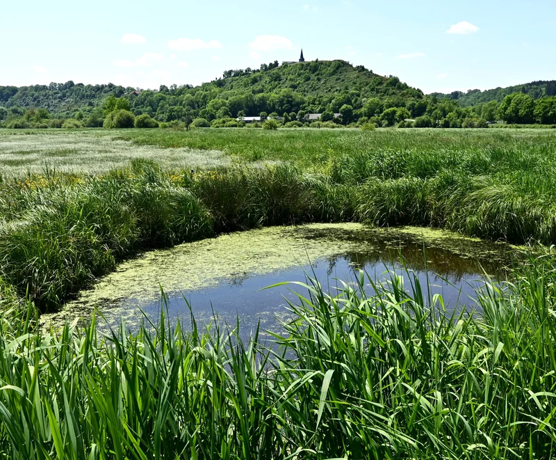 Randonnée Du marais à la coulée de lave · Les Rosiers