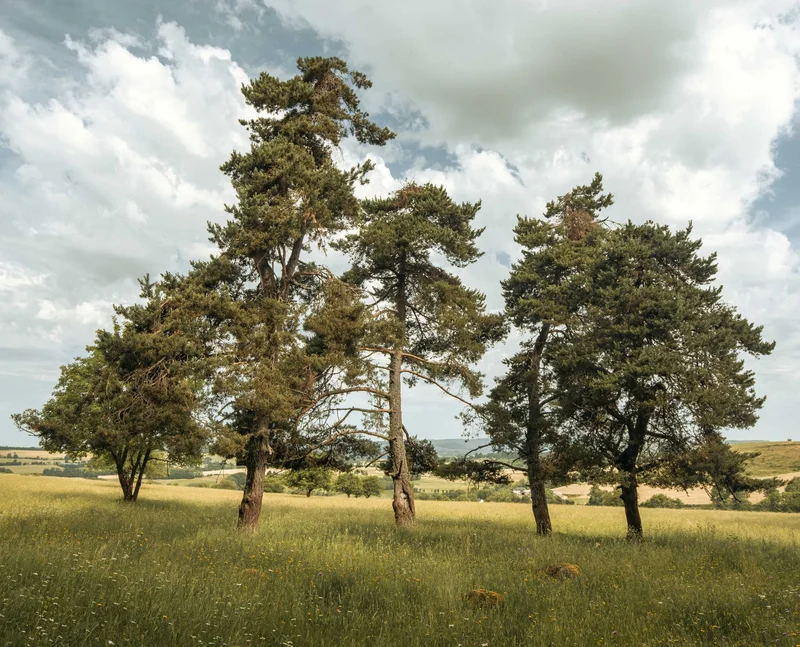 Randonnée Puy d'Assac et le bois de Montrozier · Pierrefort