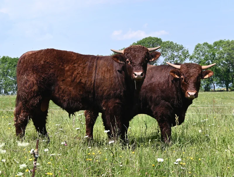 Randonnée Tour des Vaches Rouges · Égliseneuve-d'Entraigues