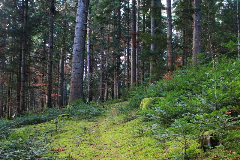 Randonnée La forêt de Gaspard · Saint-Amant-Roche-Savine