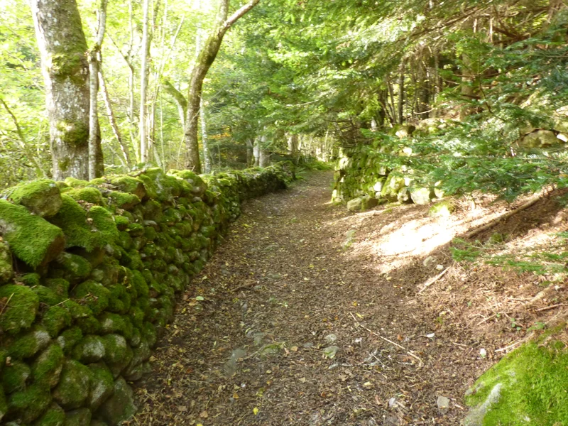 Randonnée Le bonheur est dans le Bois · Saint-Romain