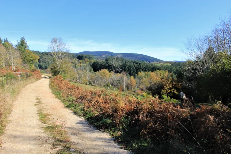 Randonnée Tour du Puy de la Tête · Chabreloche