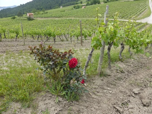 Randonnée Le chemin des Vignes · Châtillon-en-Diois
