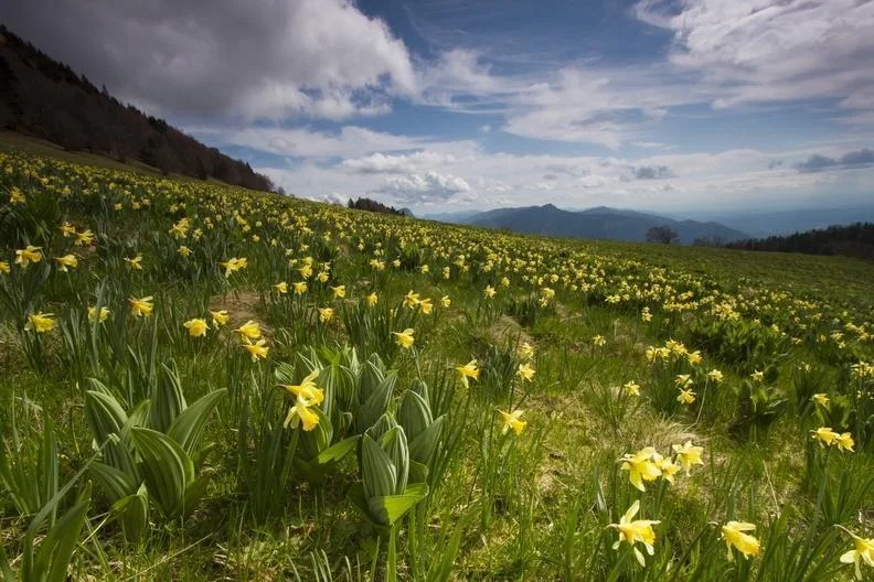 Randonnée GR® de Pays - Le tour des Coulmes à pied · Presles