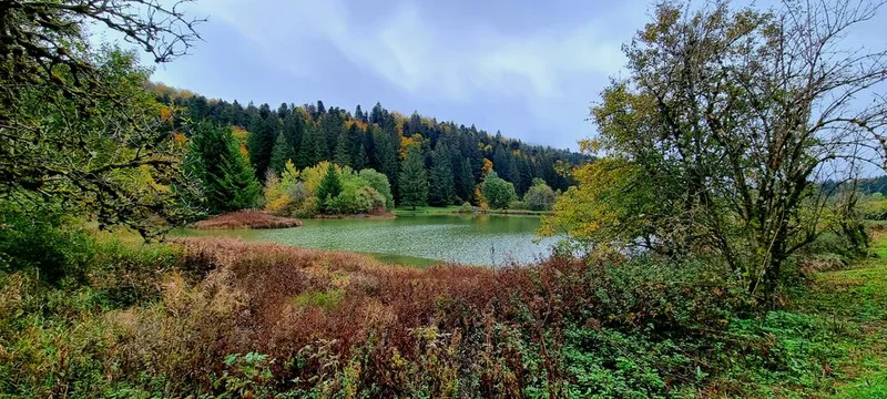 VTT Parcours VTT 57 bleu - Les étangs Marron - Espace FFC Ain Forestière · Brénod