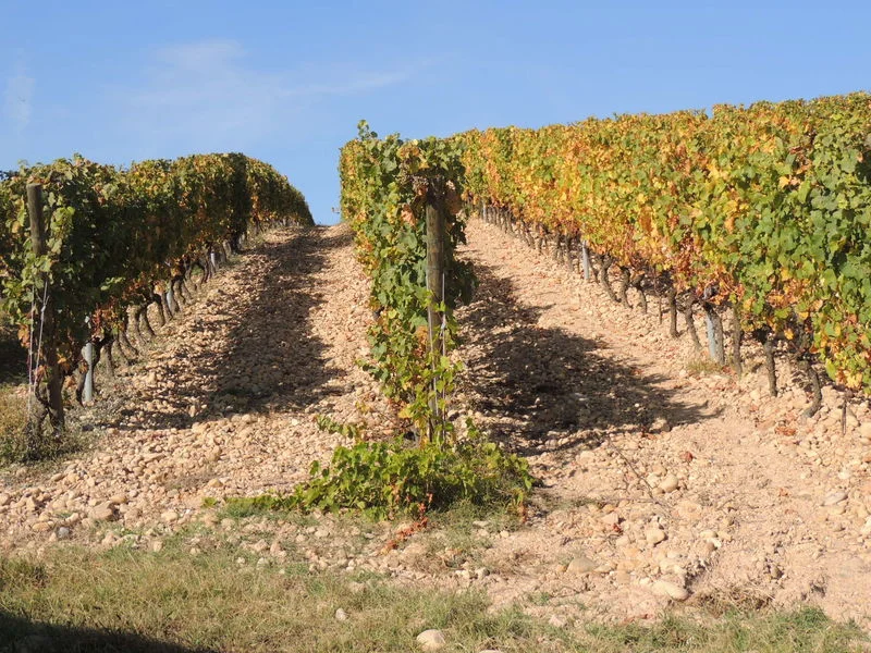 VTT Circuit VTT 220 - Les Vignes · Millery