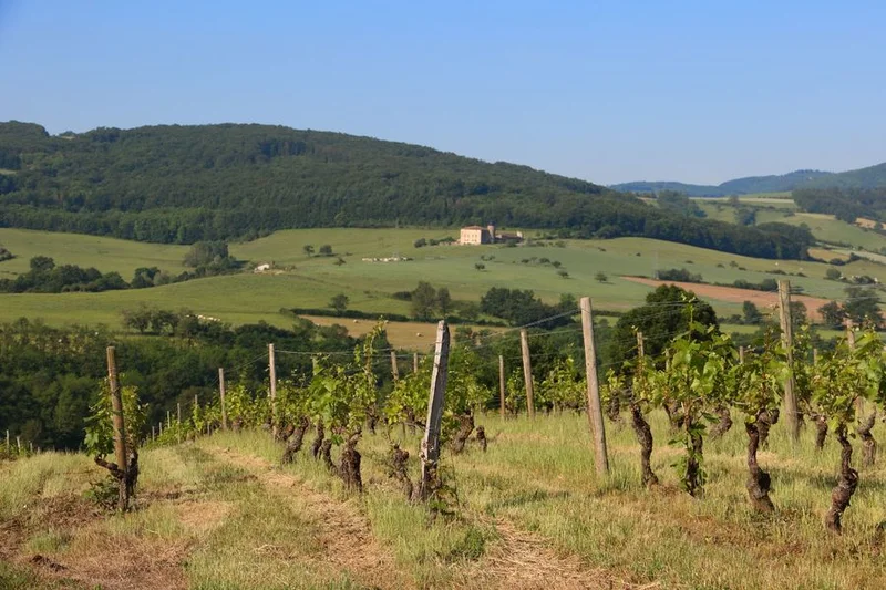 VTT Circuit VTT 52 - Entre vignes et bois · Bully