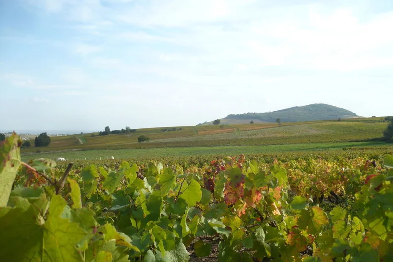 Vélo de route Le Beaujolais - Les crus du Beaujolais - Boucle 5.1 · Cercié