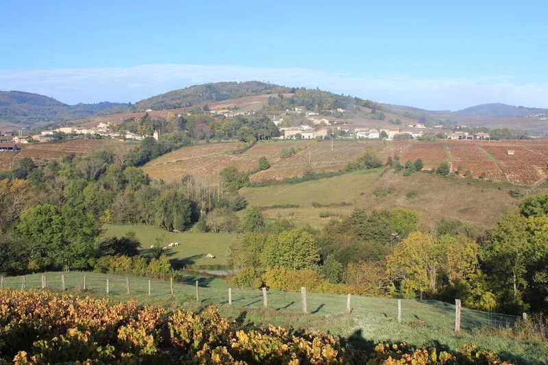Vélo de route Le Beaujolais - Les coteaux du Beaujolais - Boucle 5.2 · Régnié-Durette