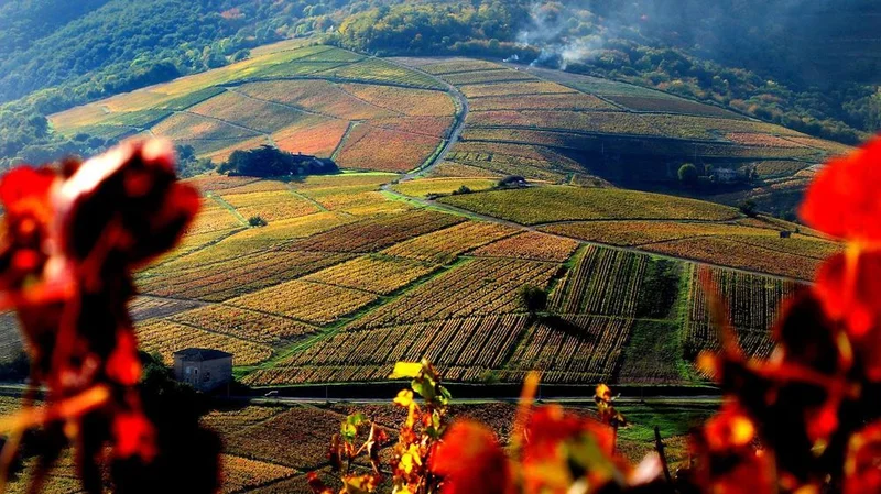Vélo de route Le Beaujolais - Le Mont Brouilly - Boucle 5.5 · Cercié