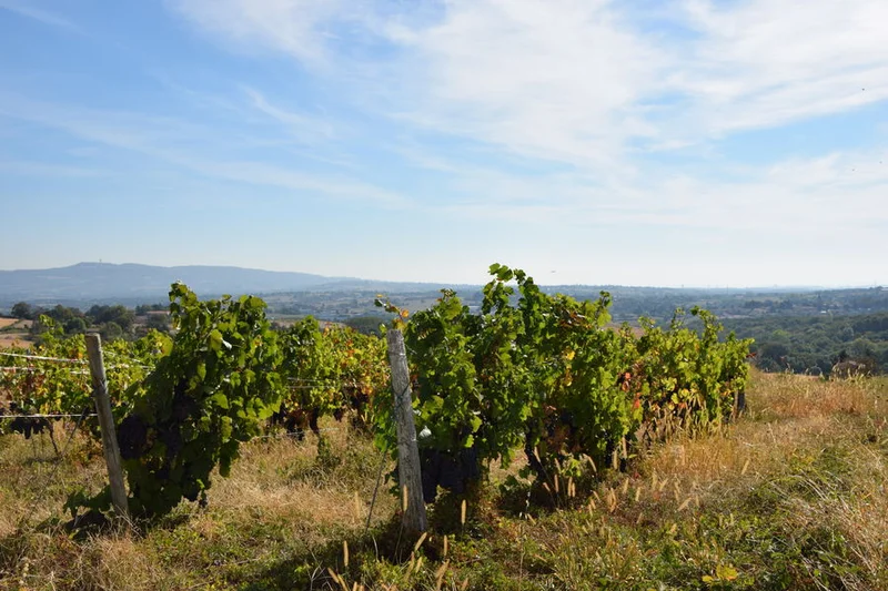 Vélo de route Le tour de Lentilly, des Coteaux du Lyonnais aux Crémants de Bourgogne · Fleurieux-sur-l'Arbresle