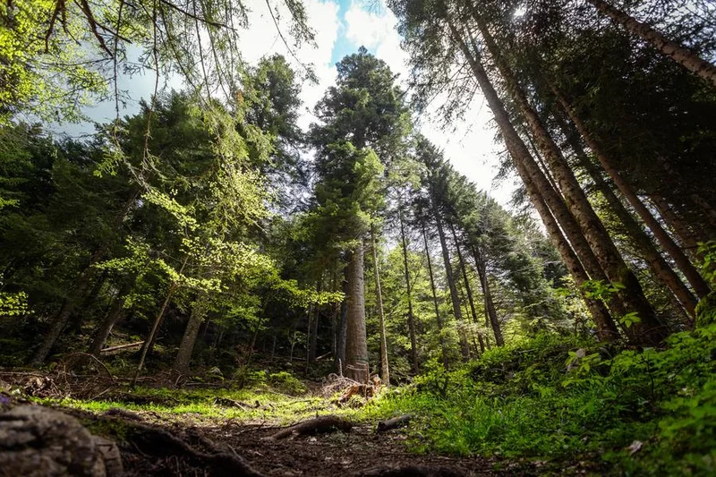VTT Le Sapin Bellier - Circuit VTT N°48 - Rouge · Corrençon-en-Vercors