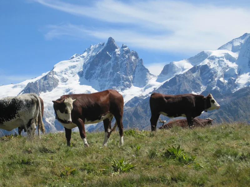 Randonnée GR® 50 · La Grave