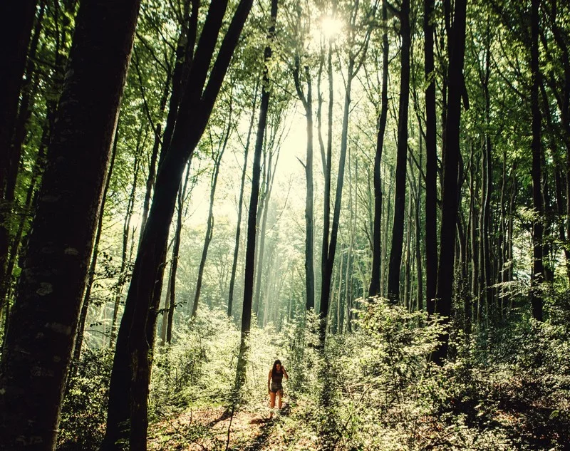 Randonnée Randonnée de la forêt de Montagnol · Fontrieu